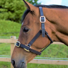 Load image into Gallery viewer, Cameo Leather Headcollar