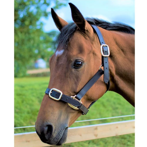 Cameo Leather Headcollar