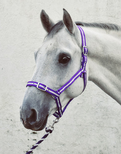 Everyday Headcollar & Leadrope Set