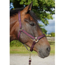 Load image into Gallery viewer, Cameo Core Collection Headcollar &amp; Leadrope