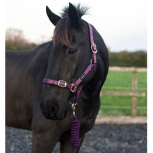 Load image into Gallery viewer, Cameo Supreme Headcollar &amp; Leadrope Set
