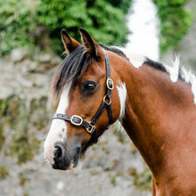 Load image into Gallery viewer, Mackey Equisential Leather Headcollar
