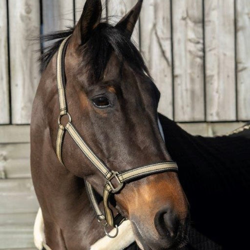 Cameo Core Collection Headcollar & Leadrope