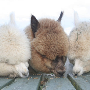 Irwins Premier Alpaca Pellets