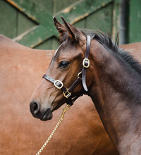 Load image into Gallery viewer, Mackey Equisential Leather Headcollar