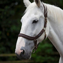 Load image into Gallery viewer, Cameo Anatomic Padded Headcollar
