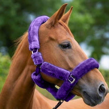 Load image into Gallery viewer, Teddy Headcollar