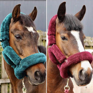 Teddy Headcollar
