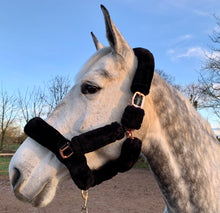 Load image into Gallery viewer, Teddy Headcollar
