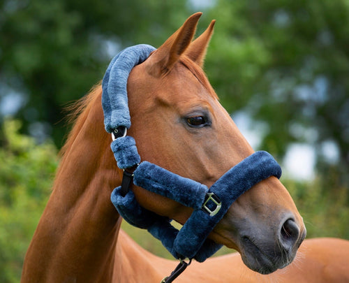 Teddy Headcollar