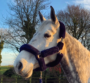 Teddy Headcollar