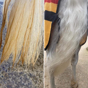Veredus Blue Snow Shampoo