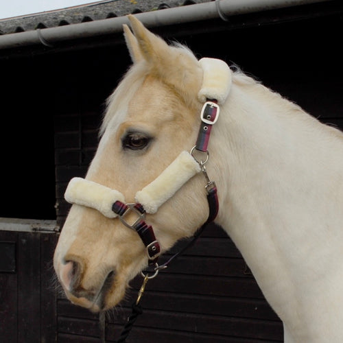Rhinegold Teddy Headcollar