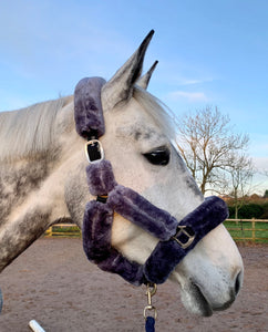 Teddy Headcollar