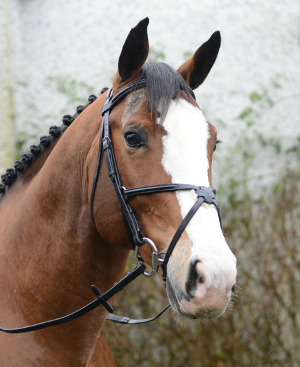 Mackey Classic Grackle Bridle with Reins