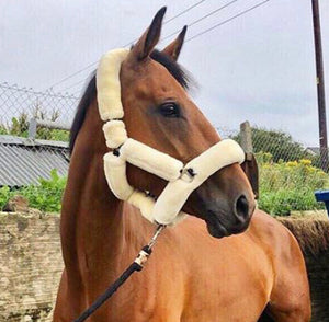 Teddy Headcollar