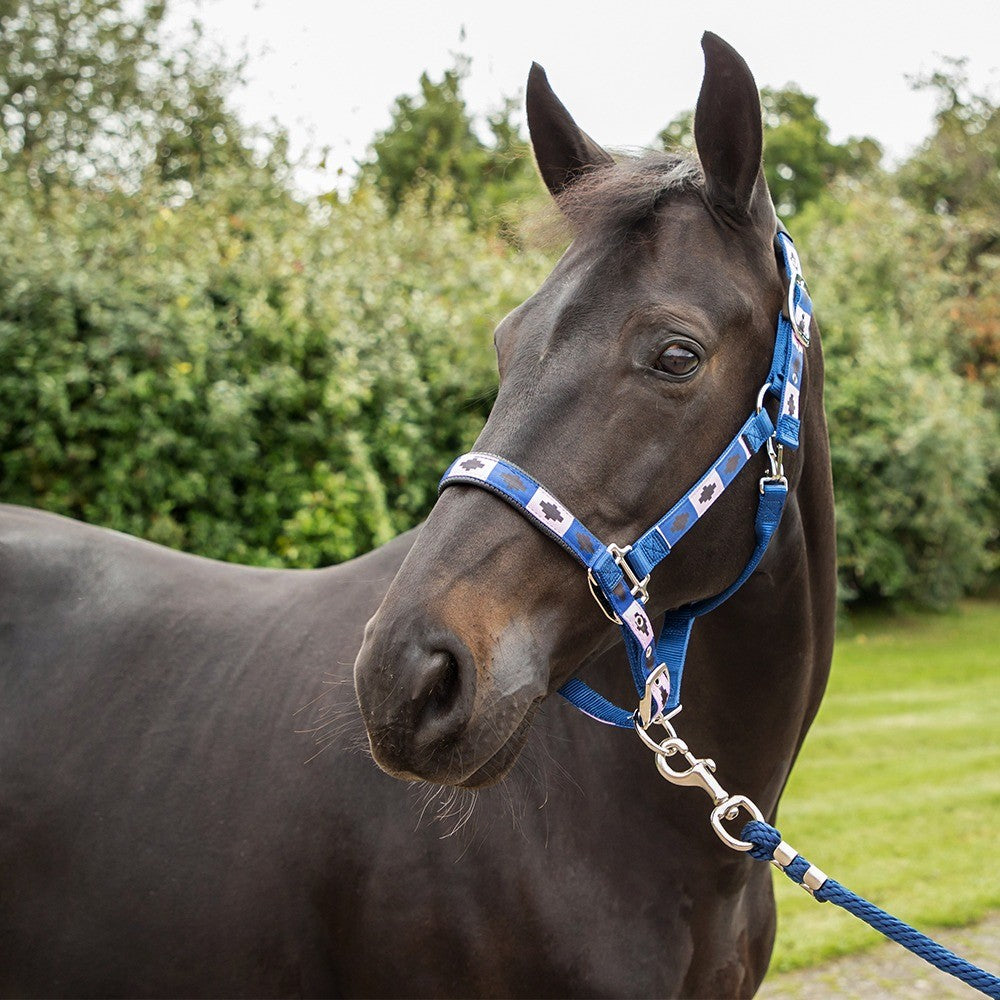 KM Élite Argentinian Polo Style Headcollar