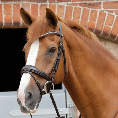 Premier Equine Stellazio Anatomic Flash Bridle