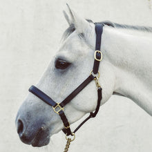 Load image into Gallery viewer, Mackey Legend Helios Leather Headcollar