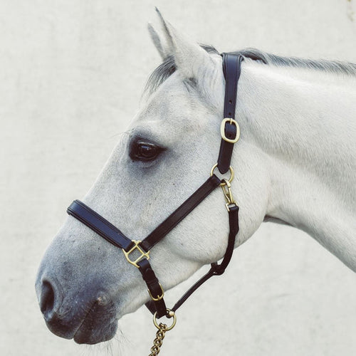 Mackey Legend Helios Leather Headcollar