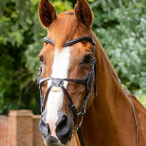 Premier Equine Glorioso Grackle Bridle