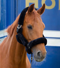 Load image into Gallery viewer, Teddy Headcollar