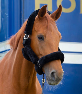 Teddy Headcollar